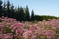 Eupatorium purpureum-5 Sadziec purpurowy